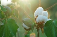cotton-bud-on-plant