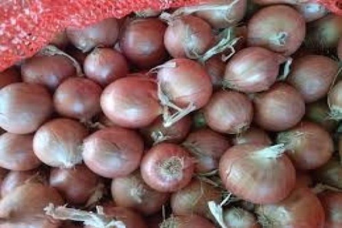 Onion (5)